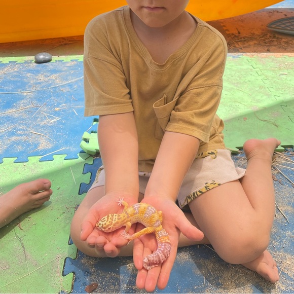 Zara Boys Tiger Neutral Shorts - Picture 7 of 7